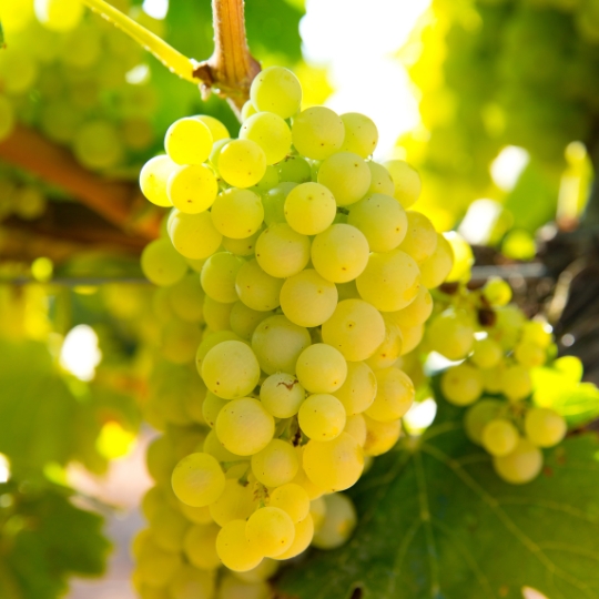 Vinič
