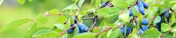 Zemolez Drobné Bobuľové ovocie Plantex Veselé