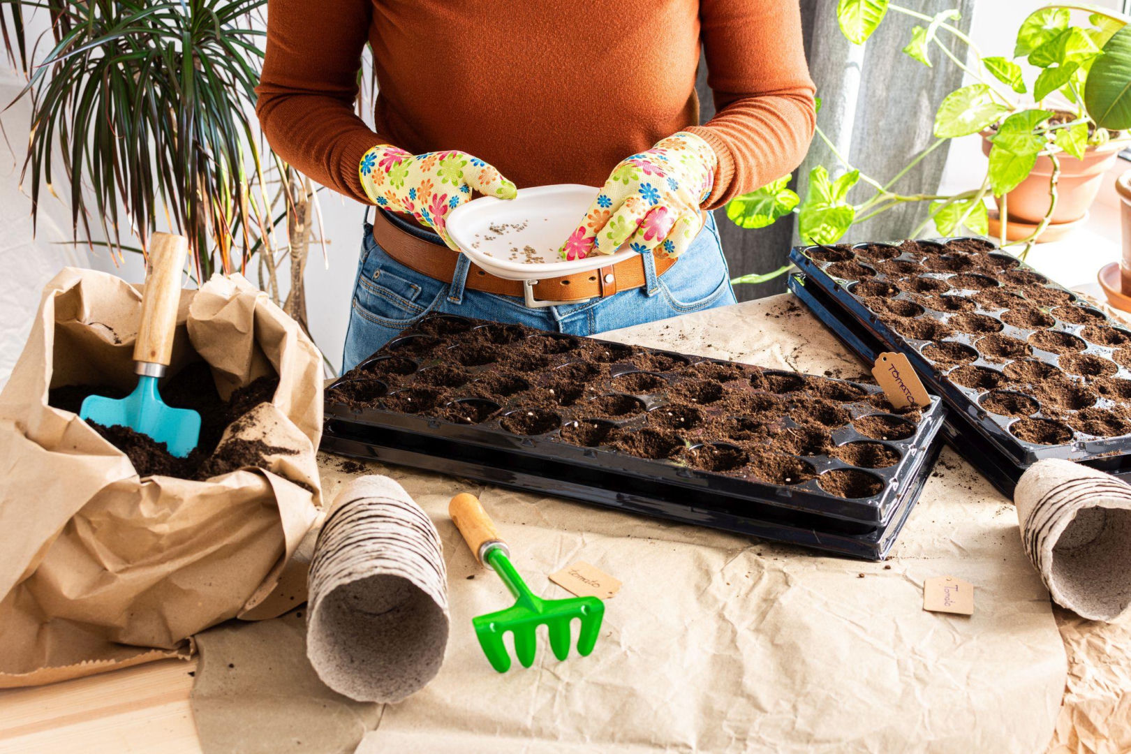 predpestovanie semienok