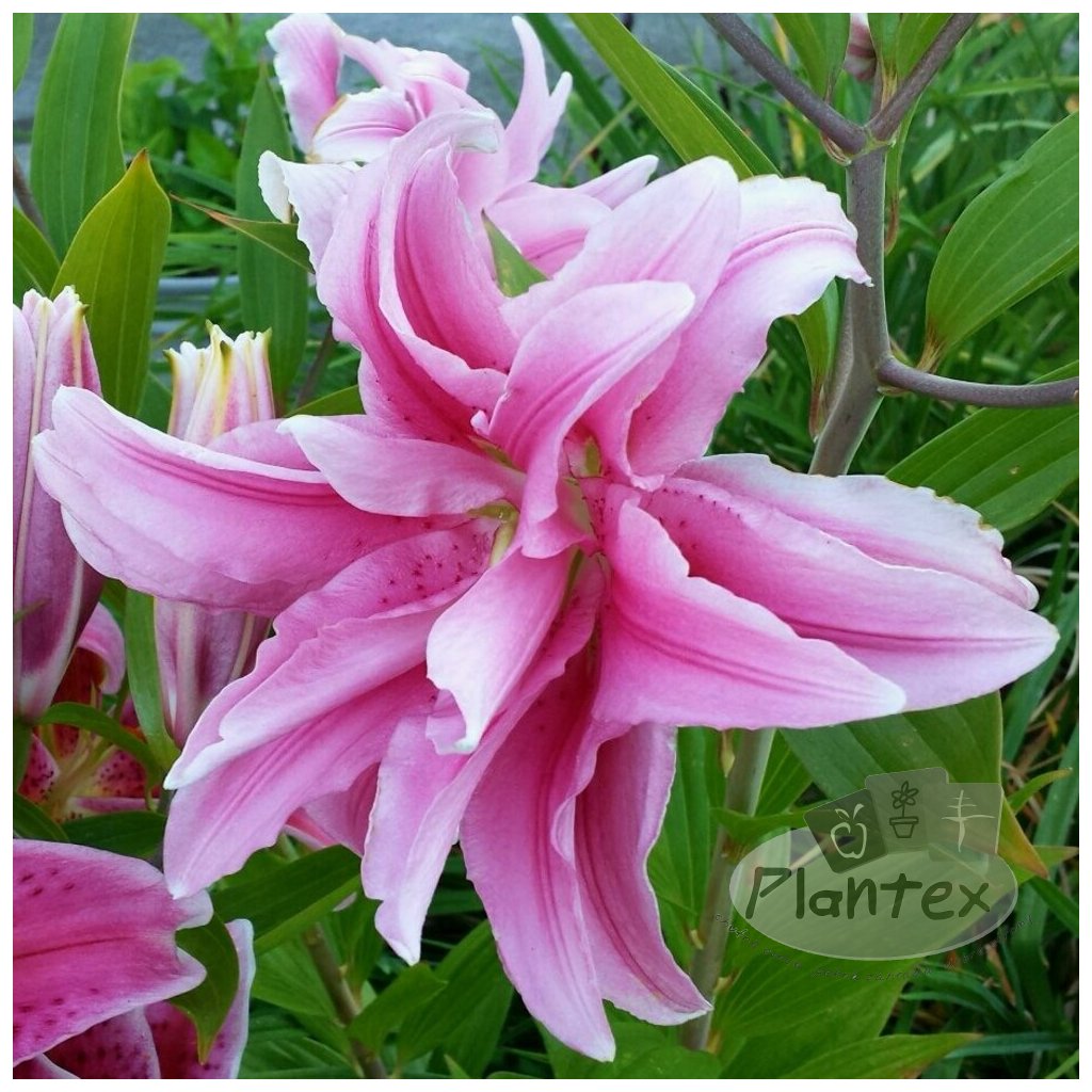 Lily Double Petal Pink (1)