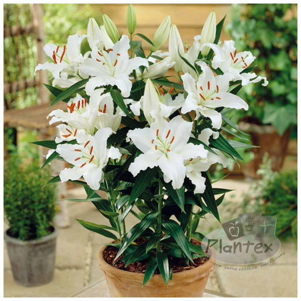 lily oriental pot rodolfa websize