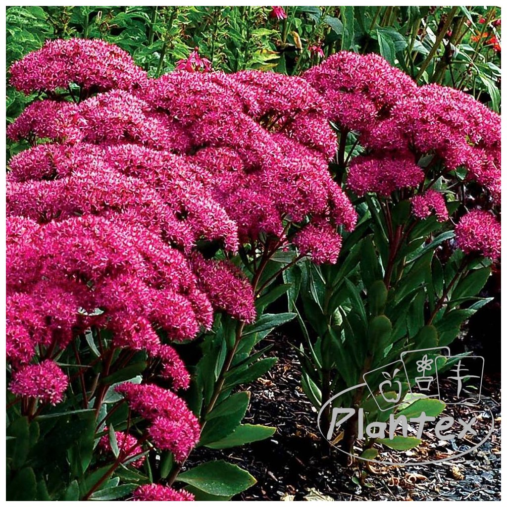 ROZCHODNÍK MR. GOODBUD l Trvalky l Plantex