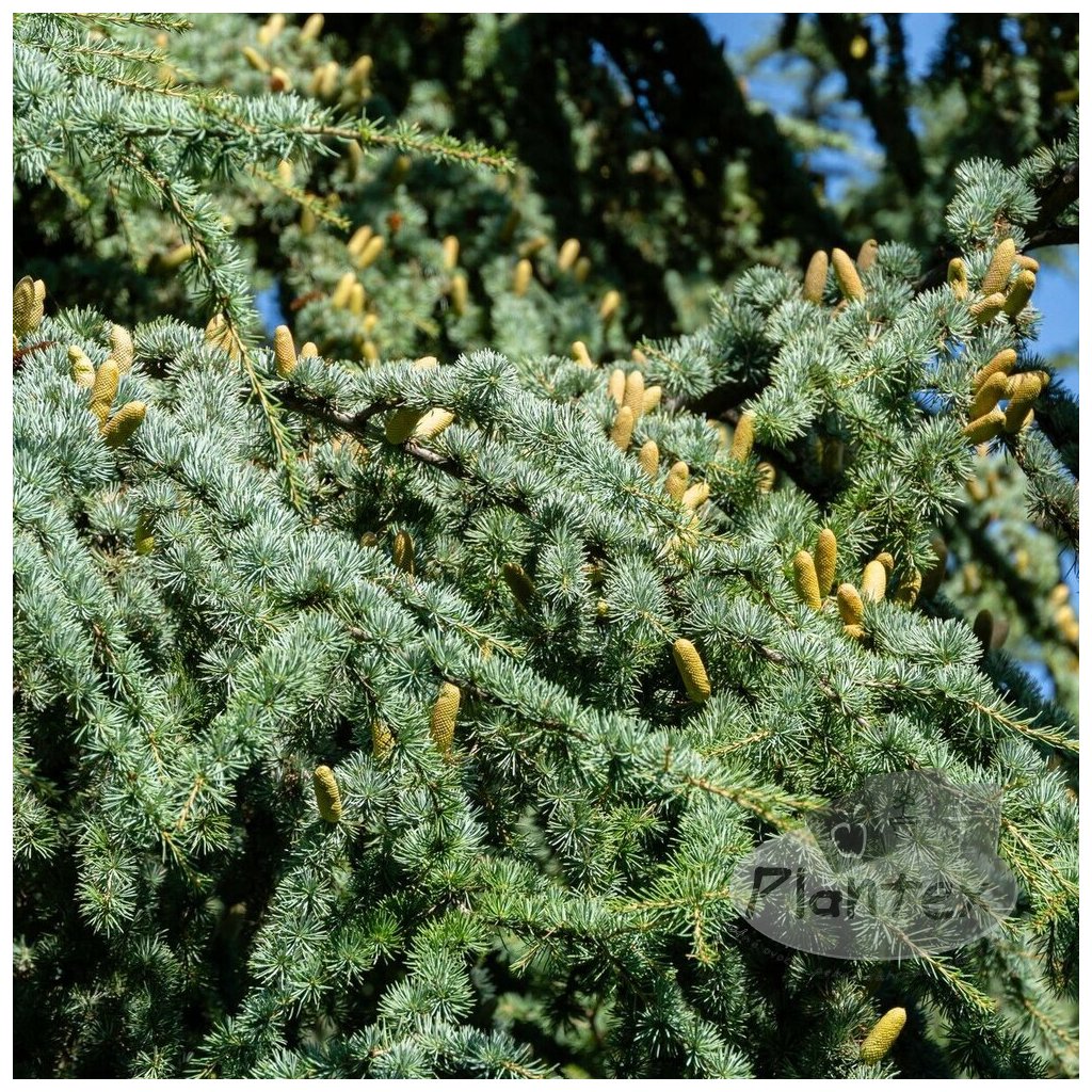cedrus libani dettaglio 1 (1)