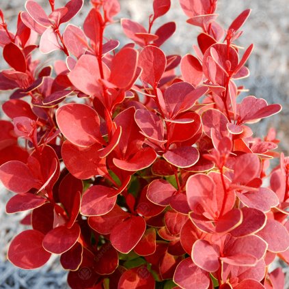 berberis thunbergii orange rocket 9cm p3798 30053 image