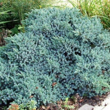 juniper squamata blue star evergreen sun whistler pemberton landscaping 800x656