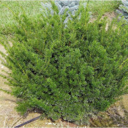 Taxus densiformis