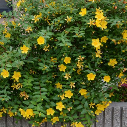 transparent Photoroom (16) (1)