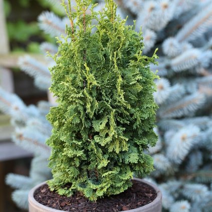 thuja occidentalis zmatlik 1s1b8419. pim2 bcm