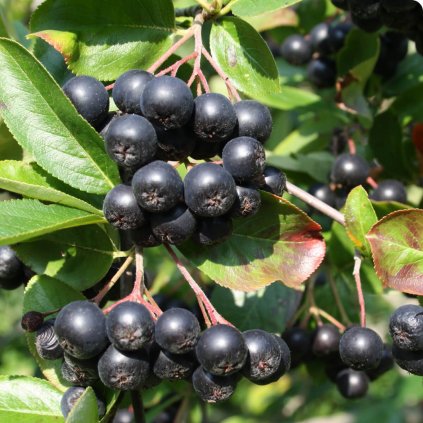 Plantex Drobne ovocie aronie Aronia viking ker