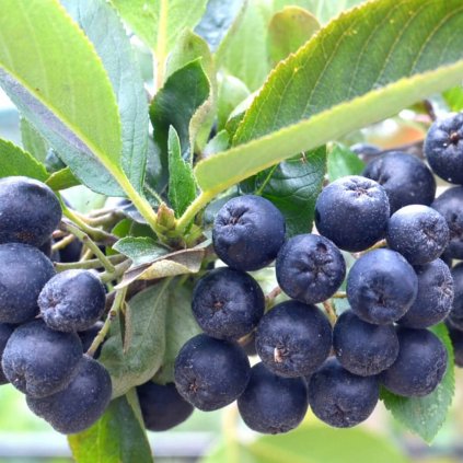 Aronia Nero