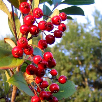 Aronia Brilliant