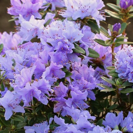 Rhododendron rozanecznik BUCHLOVICE