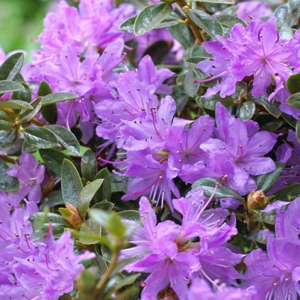 rhododendron moerheim p4765 37743 zoom