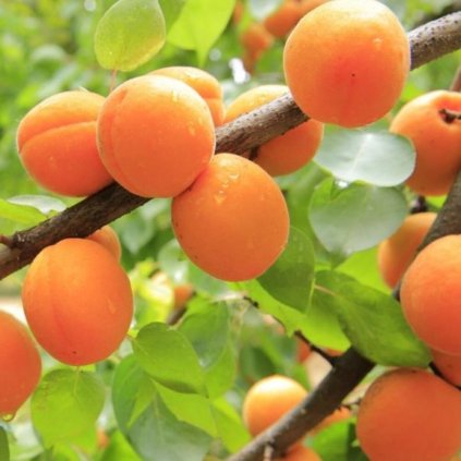 02 apricots 824626 1280 origin img