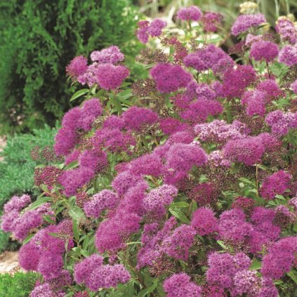 Spiraea japonica 'Anthony Waterer'