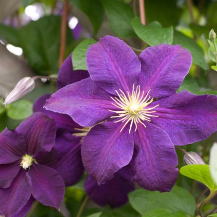 Jackmanii Superba Clematis Flower Close Up 01561.1612293009