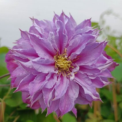 Clematis Multi Blue