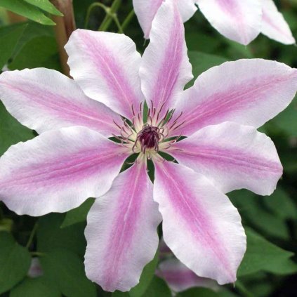 clematis nelly moser 8425 1 p