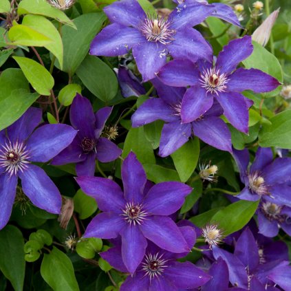 The President Clematis Vine Blooming 68591.1612293204
