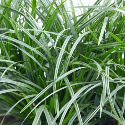 carex irish green 1 (1)