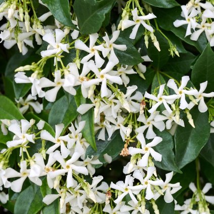 trachelospermum jasminoides p6178 46019 zoom