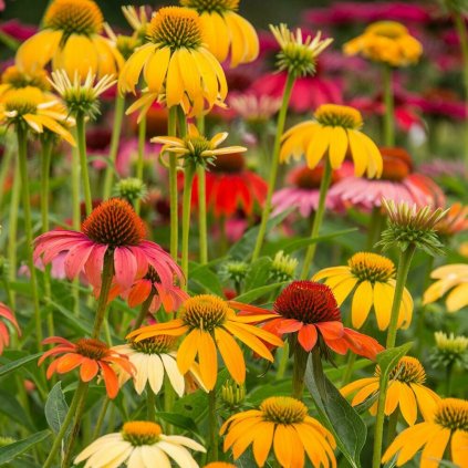 ECHINACEA PURPUROVÁ - CHEYENNE SPIRIT