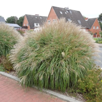 2675 2 Miscanthus sinensis Yaka Dance Chinaschilf Garten Chinaschilf Yaka Dance