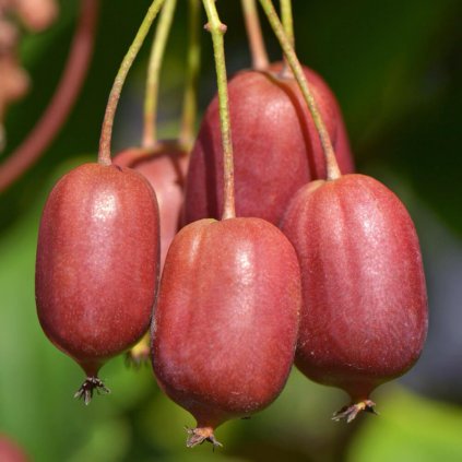 Drobné ovocie - Kiwi Red Jumbo