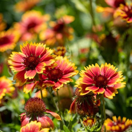 gaillardia