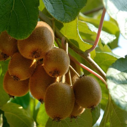 Kiwi Jenny