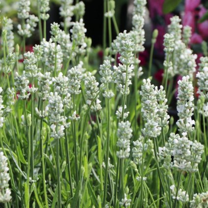 weissbluehender lavendel nana alba m085355 h 0
