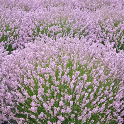 levandula úzkolistá rosea