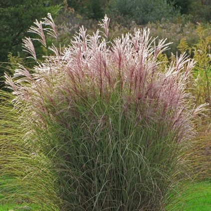 miscanthus ferner osten