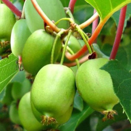 Kiwi Issai
