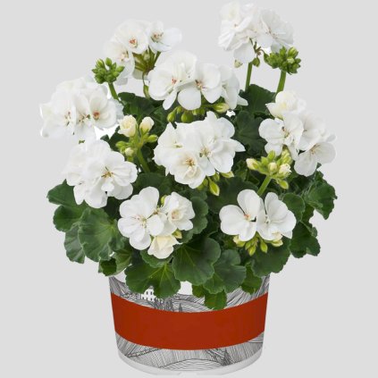 11468 muskat trend lasse white