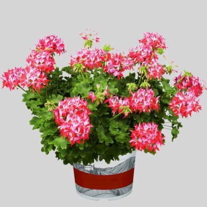11471 muskat summer twist red white