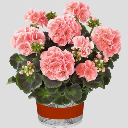 11486 muskat smart lenja salmon