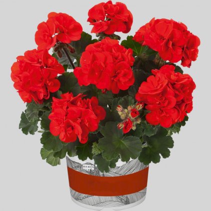 11504 muskat castello ronja red