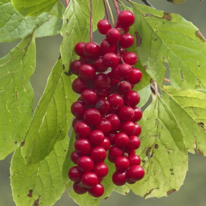 Schizandra cinska