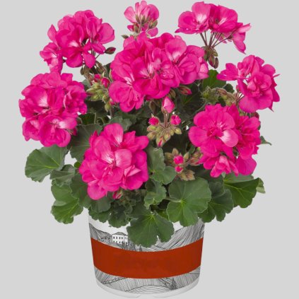 11522 muskat dolce vita klaas lilac