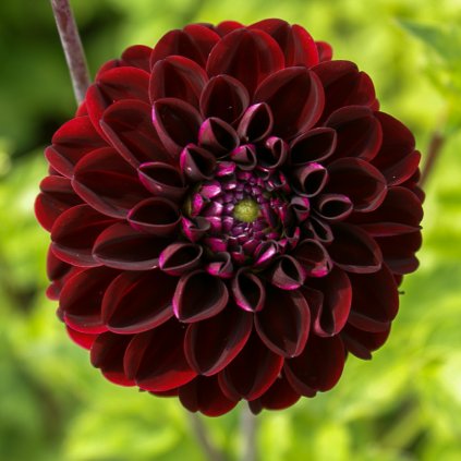 Dahlia Dark Spirit