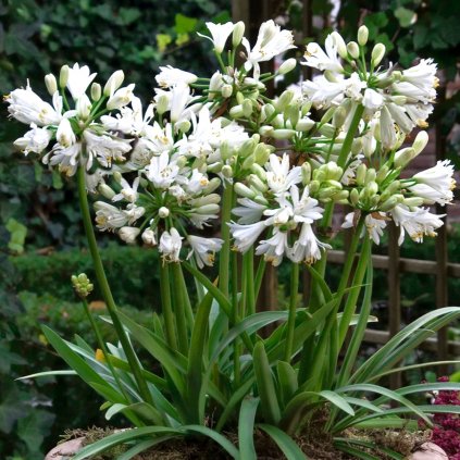 agapanthus double diamond