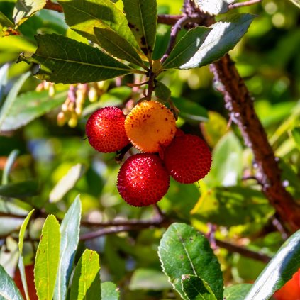 Arbutus Unedo Atlantic