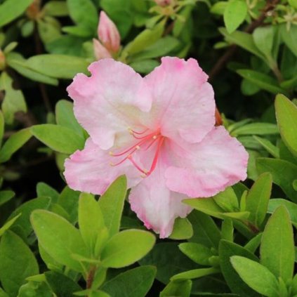 AZALKA JAPONSKA_Azalea japonica Brocéliande lancelot