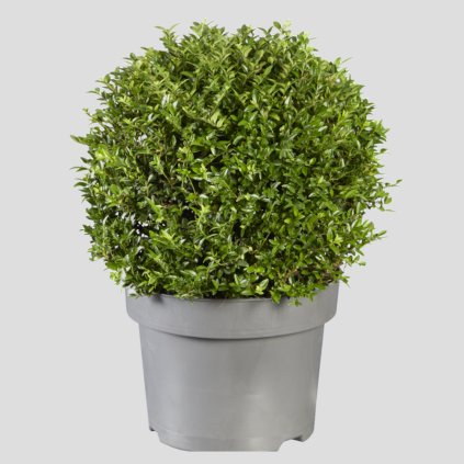 Lonicera nitida Garden Clouds Green Breeze