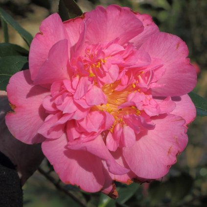 Camellia japonica 'Mary Phoebe Taylor'