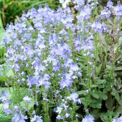 PARABEHE blue form