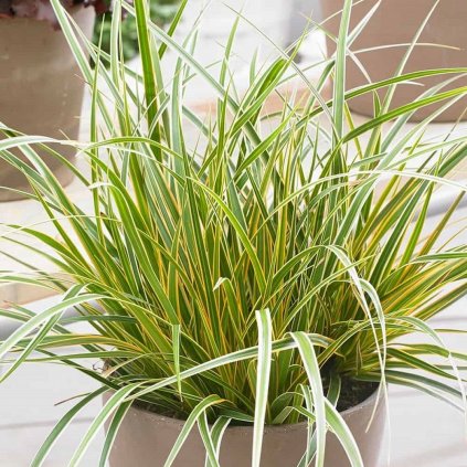 CAREX Everglow