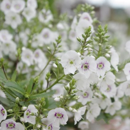parahebe avalanche