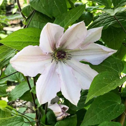 Clematis 'John Paul II'